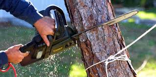 How Our Tree Care Process Works  in  Harrison, WI