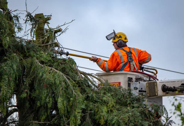 Trusted Harrison, WI Tree Care Experts