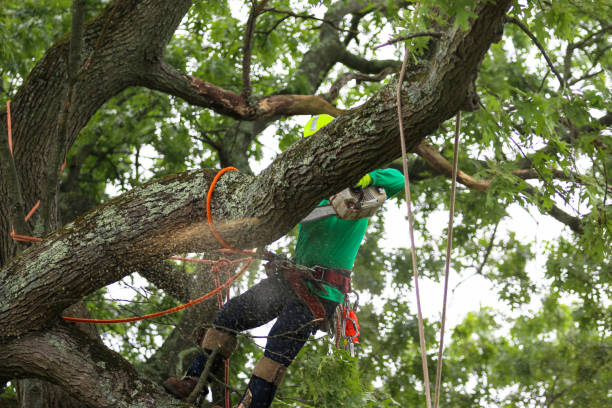 Best Emergency Tree Removal  in Harrison, WI