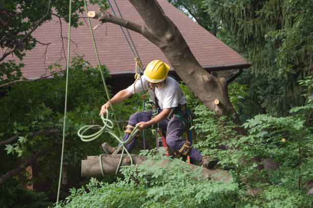 Best Tree Preservation Services  in Harrison, WI