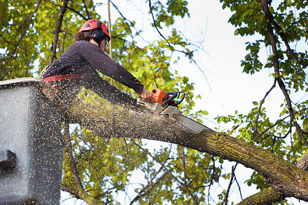 Landscape Design and Installation in Harrison, WI